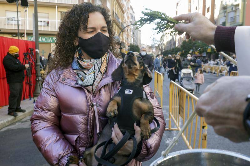 La bendición de animales se ha vuelto a celebrar en 2022 en la calle Sagunto de Valencia. 