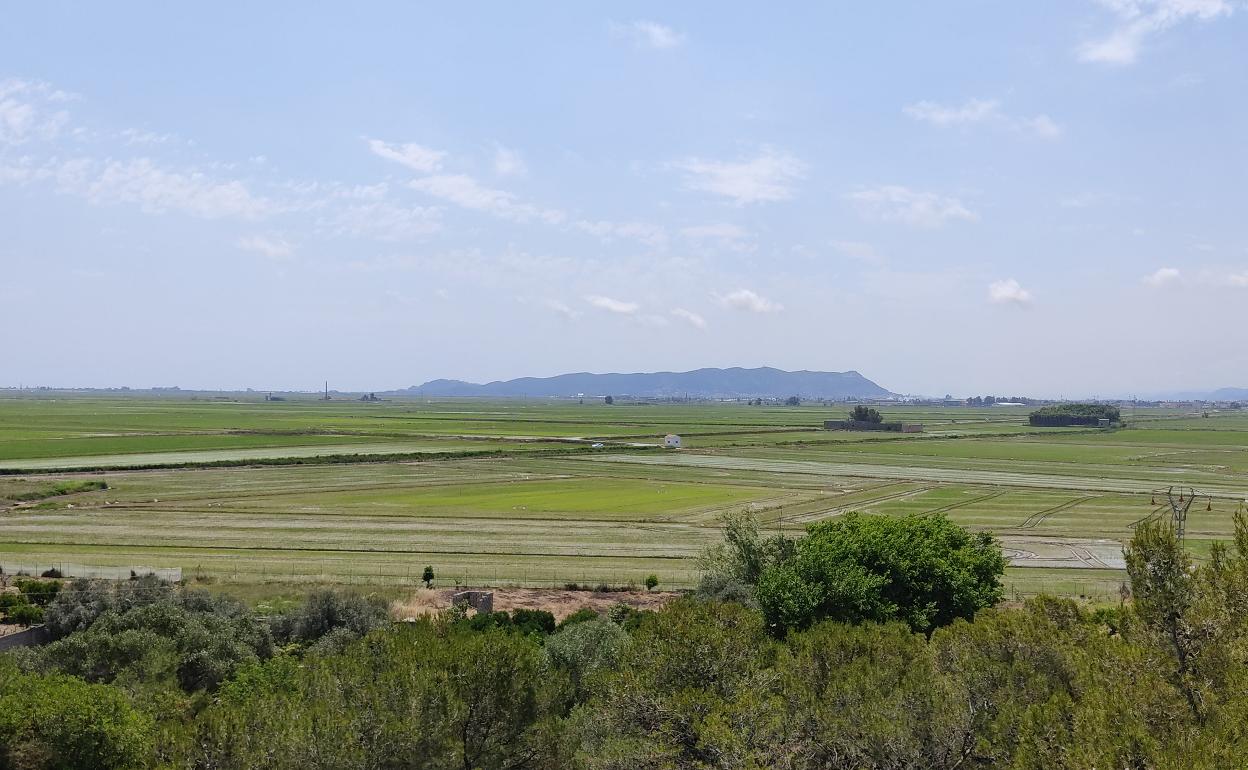 Vista de los arrozales de Sueca. 