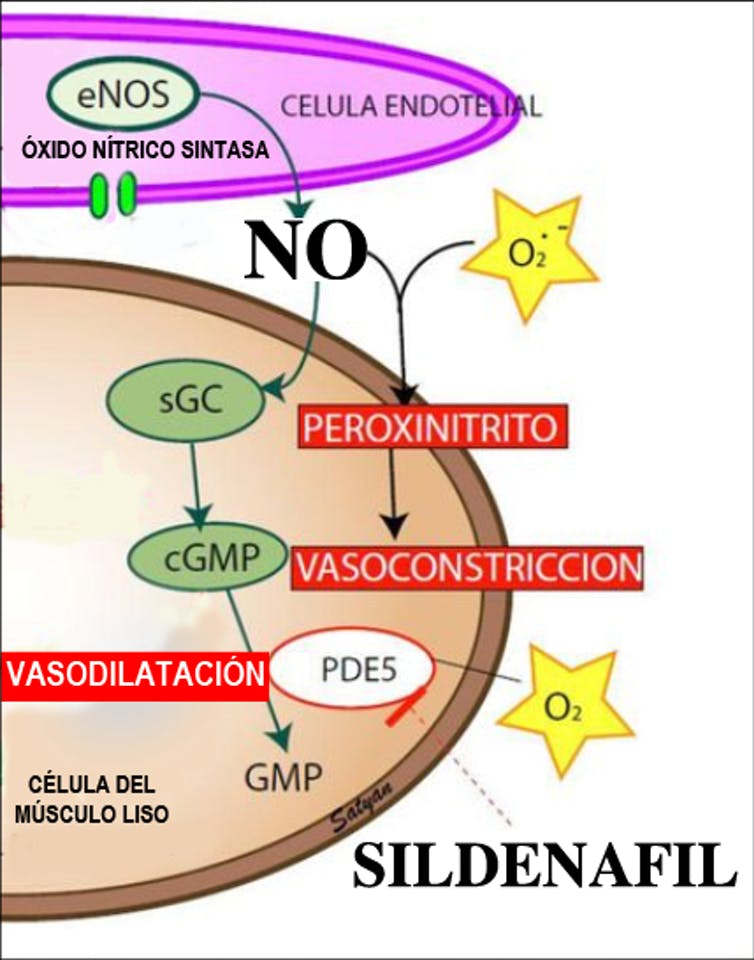 Esquema de la función del óxido nítrico (NO) como vasodilatador desde el endotelio hacia las células del músculo liso y el efecto sinérgico del sildenafilo. Adaptado de Golombek (Neoreviews, 2017) por M. Jiménez. 