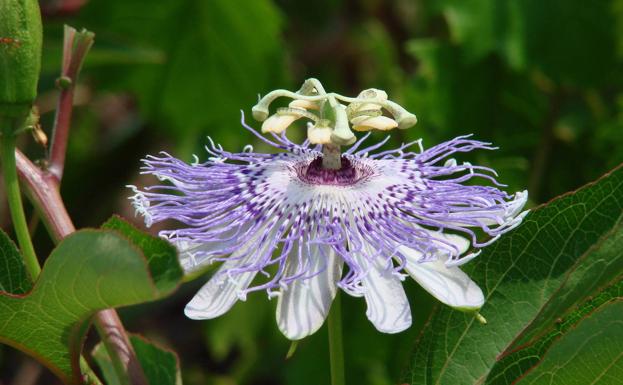 Flor de la pasiflora.