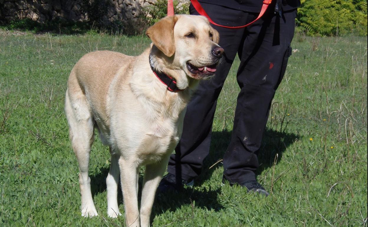 La ordenanza de convivencia con animales de Alcoi regula la forma de llevar un perro por la calle. 