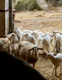 Imagen secundaria 2 - Dónde comer en Ayora | Ayora, más que un valle; Pinea, más que cocina