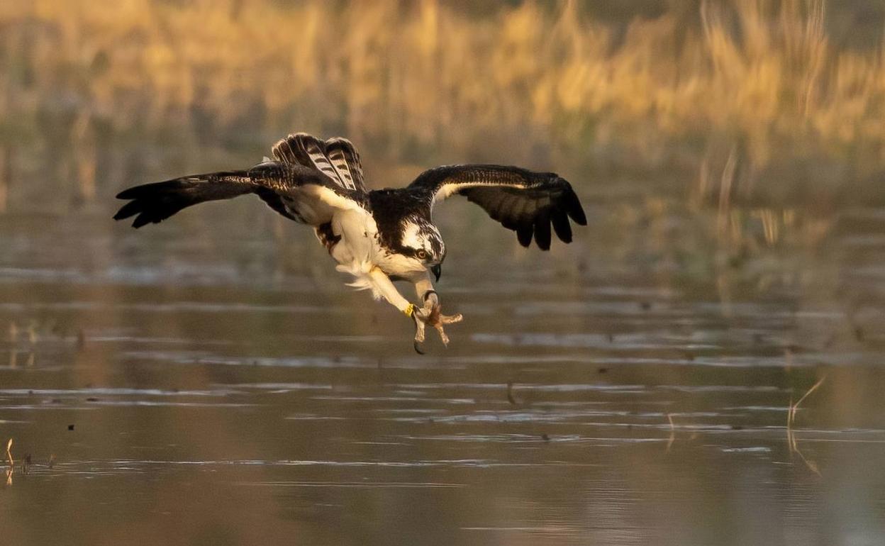 Estell, el águila pescadora que vive parte del año en el Marjal de Pego. 