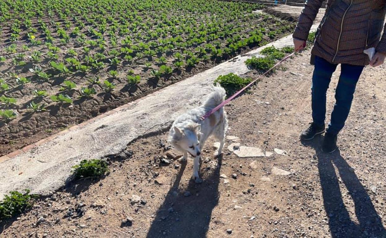 La perrita en su primer paseo con su nueva familia. 