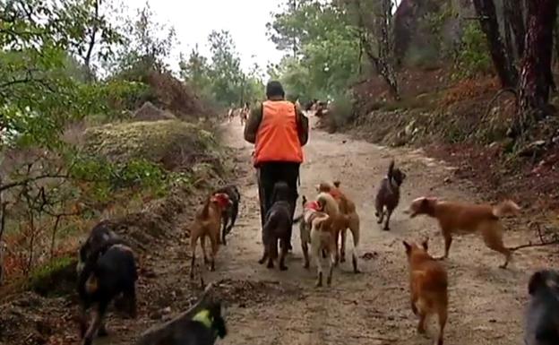 Caza en Córdoba | Polémica por una montería con 447 piezas abatidas