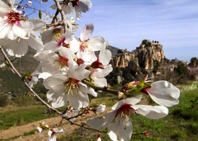 Imagen secundaria 1 - Qué hacer en la Marina Baixa: La floración del almendro en Guadalest | La Vall de Guadalest en flor, la belleza del almendro que avanza la primavera