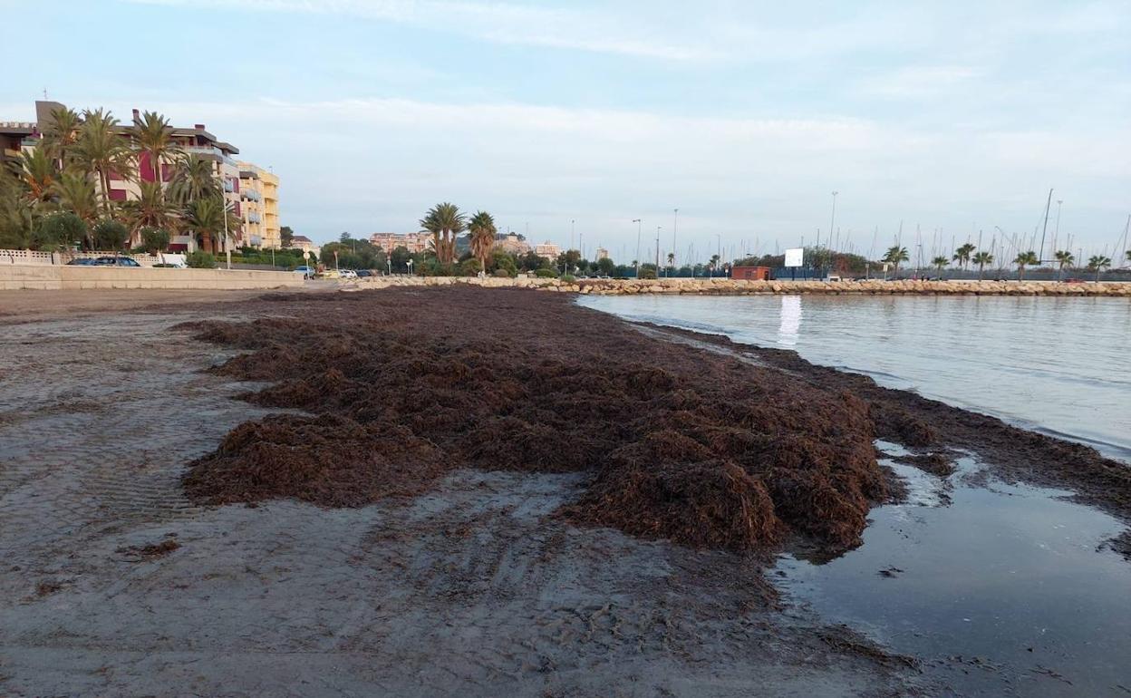 Restos de posidonia en la playa de la Marineta Cassiana de Dénia a finales del verano. 