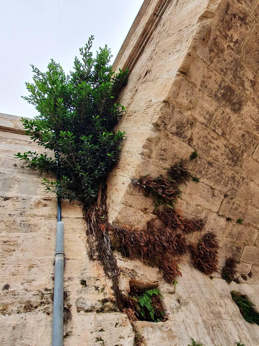 Los hierbajos y las humedades se adueñan de los puentes históricos del Jardín del Turia. 