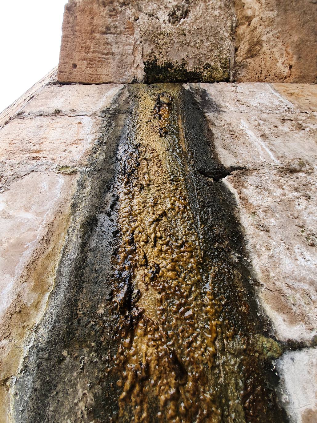 Los hierbajos y las humedades se adueñan de los puentes históricos del Jardín del Turia. 