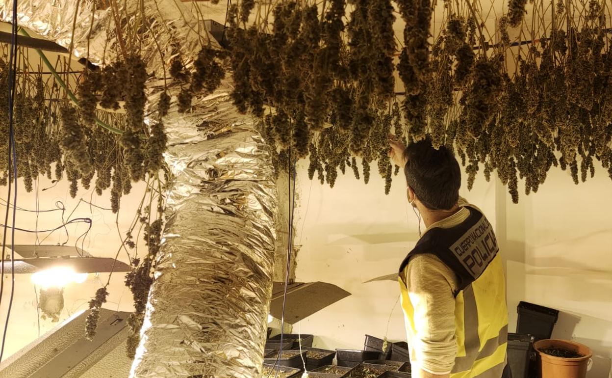 Una plantación de marihuana interceptada por la Guardia Civil en la Safor. 