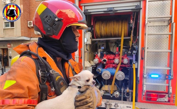 Imagen principal - El rescate del perro por un bombero. 