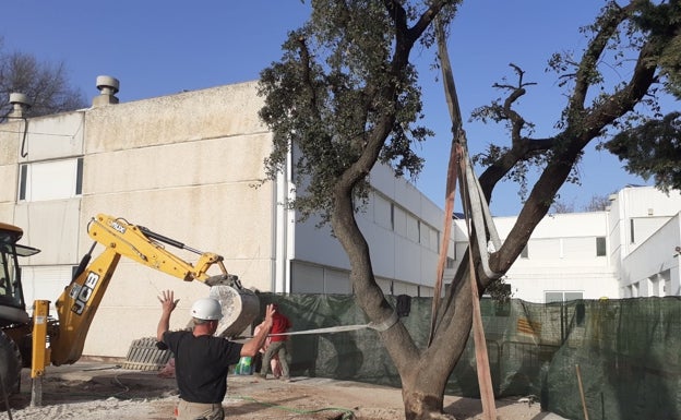 Momento del traslado del árbol afectado por las obras. 