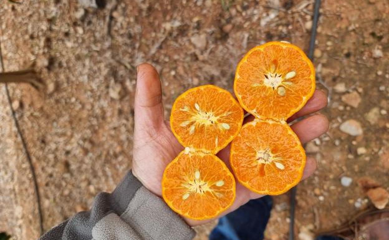 Frutos con semillas.