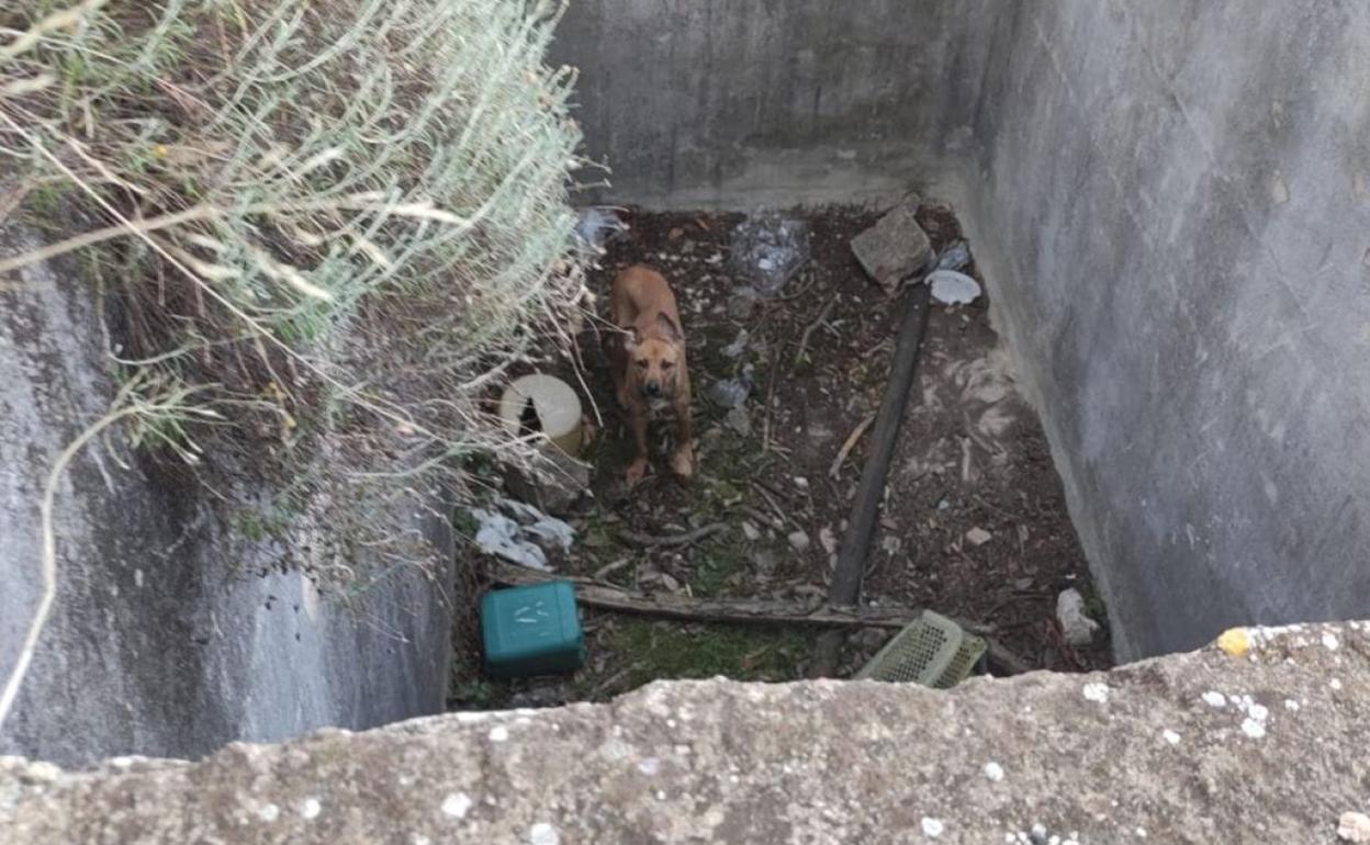 El animal no tenía chip de identificación en el momento del rescate. 