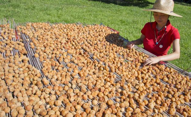 Una mujer recolecta ciruelas umeboshi.