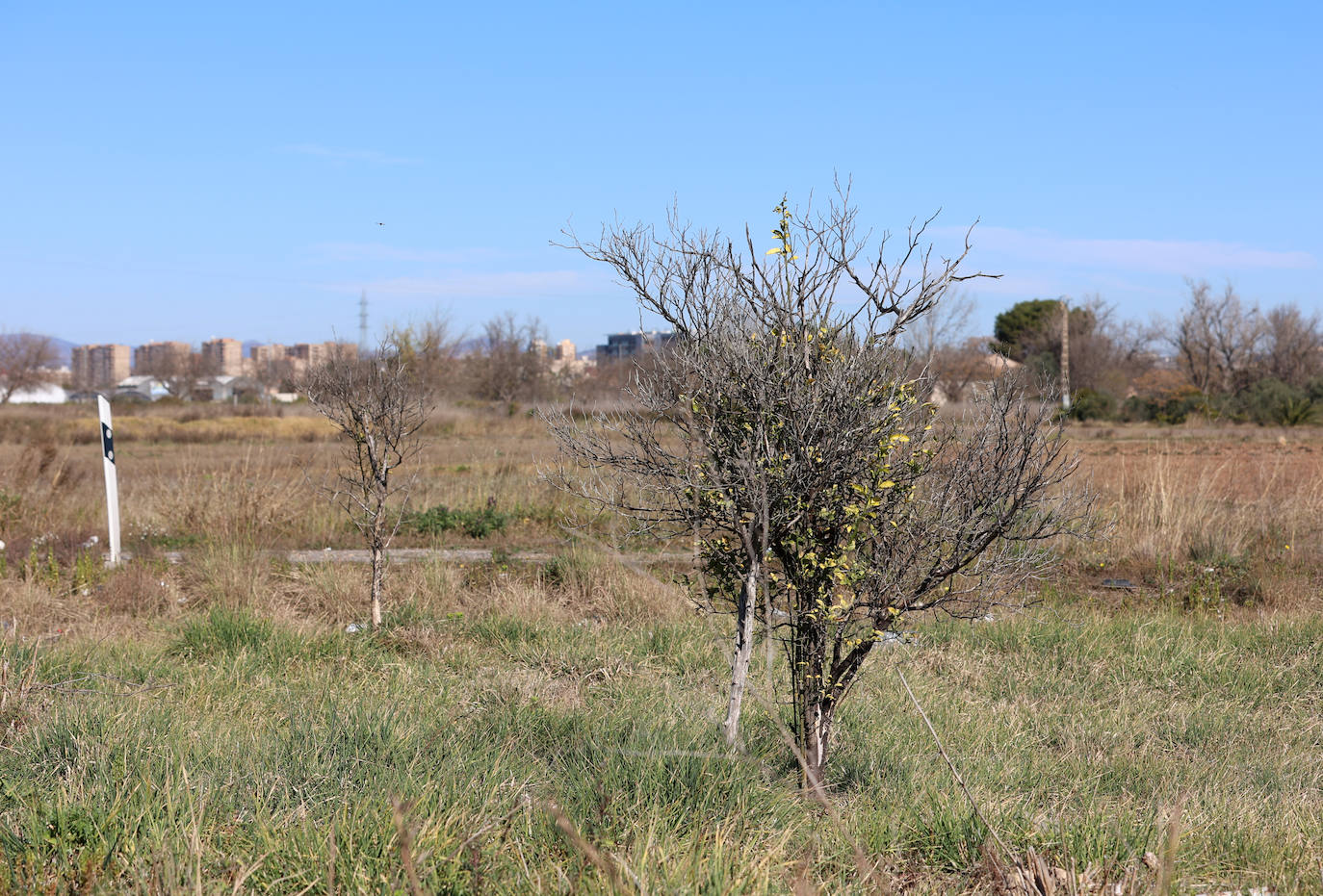 Diferencias. En l'Horta Sud proliferan cada vez más los campos abandonados y con maleza, mientras en l'Horta Nord se mantiene con primor donde se cultiva la chufa