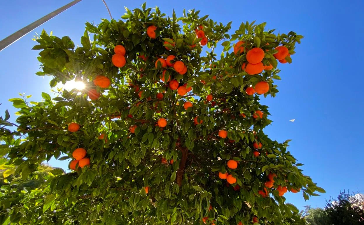 Naranjas de la ciudad de Valencia.