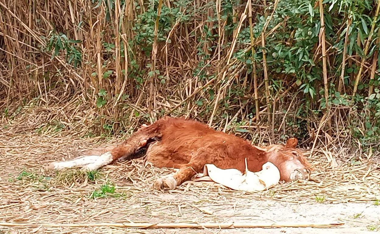 El poni que ha aparecido muerto. 