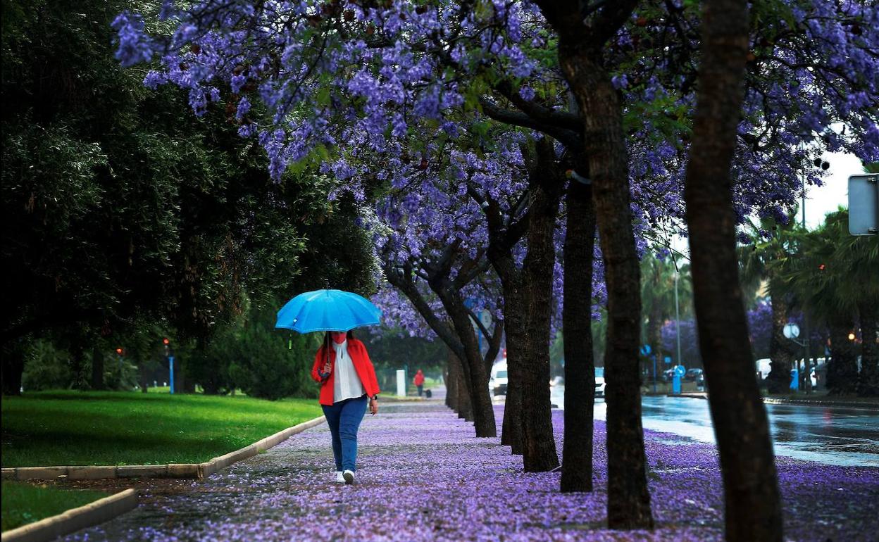 lluvia en Valencia, Alicante y Castellón | Aemet anuncia lluvia, viento y hasta nieve en la Comunitat Valenciana para los próximos días