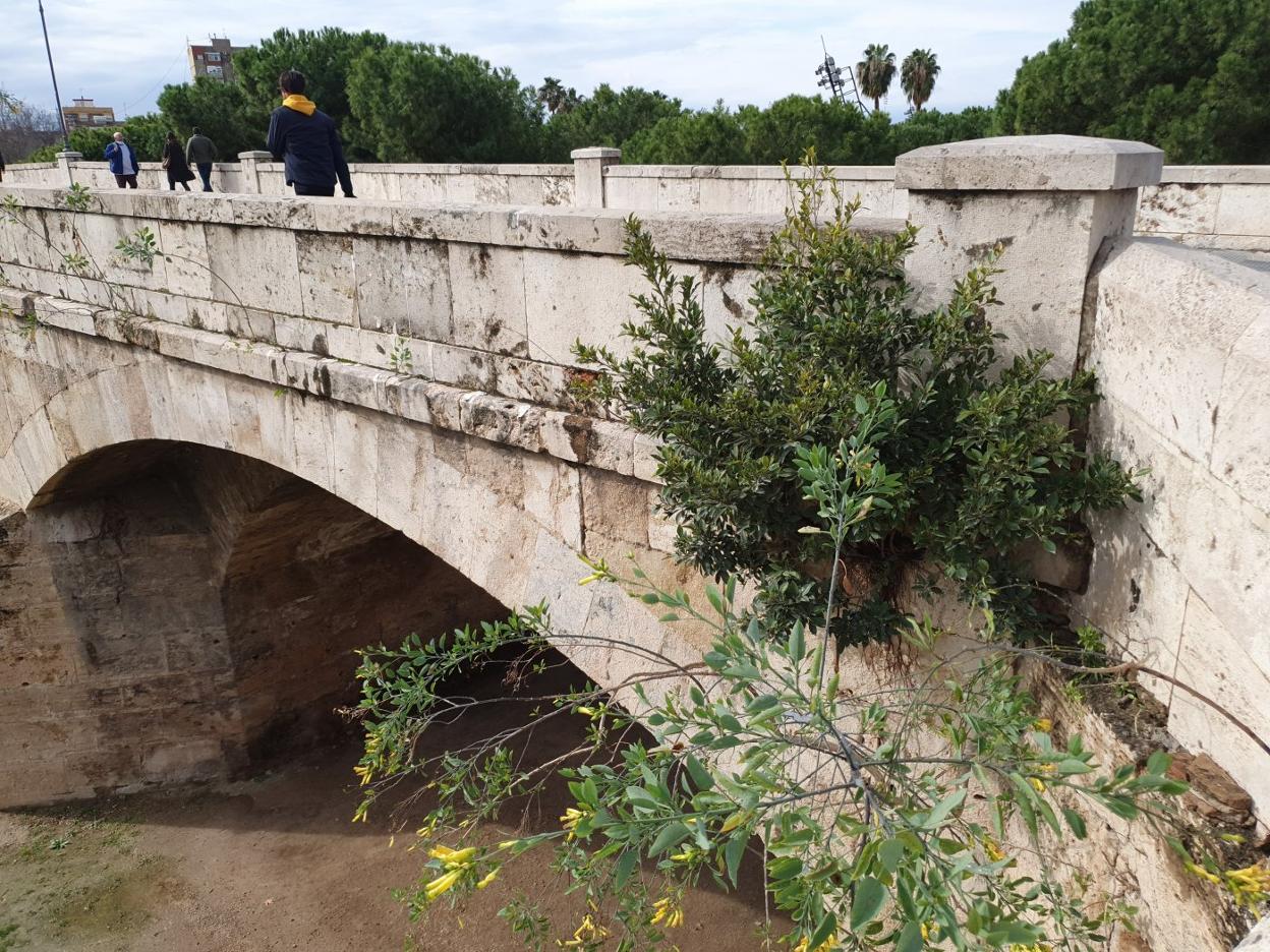 El puente de San José, con matorrales entre las fisuras de las piedras. lp