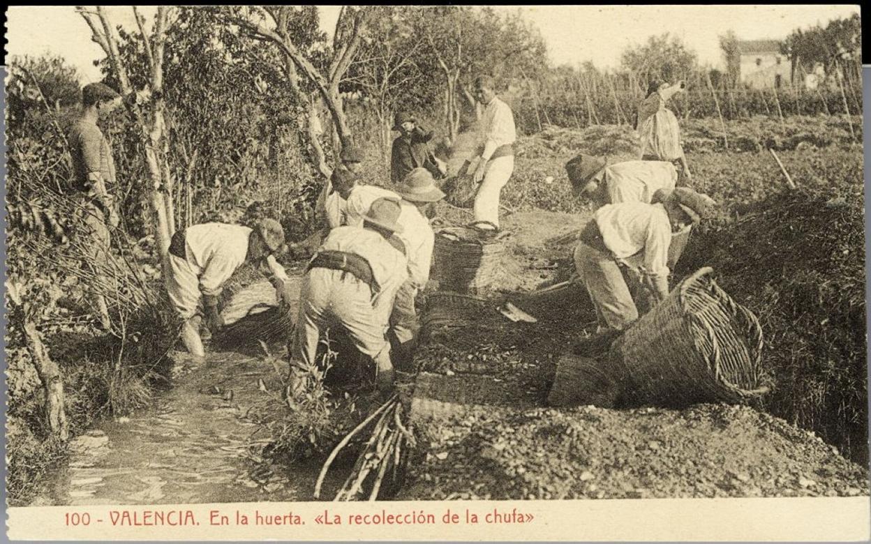 p Huerta. Aunque el pie de esta postal habla de 'la recolección de la chufa' en general, lo que hacen en realidad los labradores de la imagen -gran testimonio histórico- es lavar la tierra de dichos tubérculos en una acequia, por entonces de aguas claras. biblioteca valenciana digital