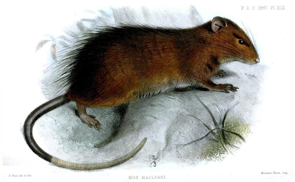 Dibujo de la rata de la isla de Navidad publicado en 1887 en la revista 'Proceedings of the Zoological Society of London'. 