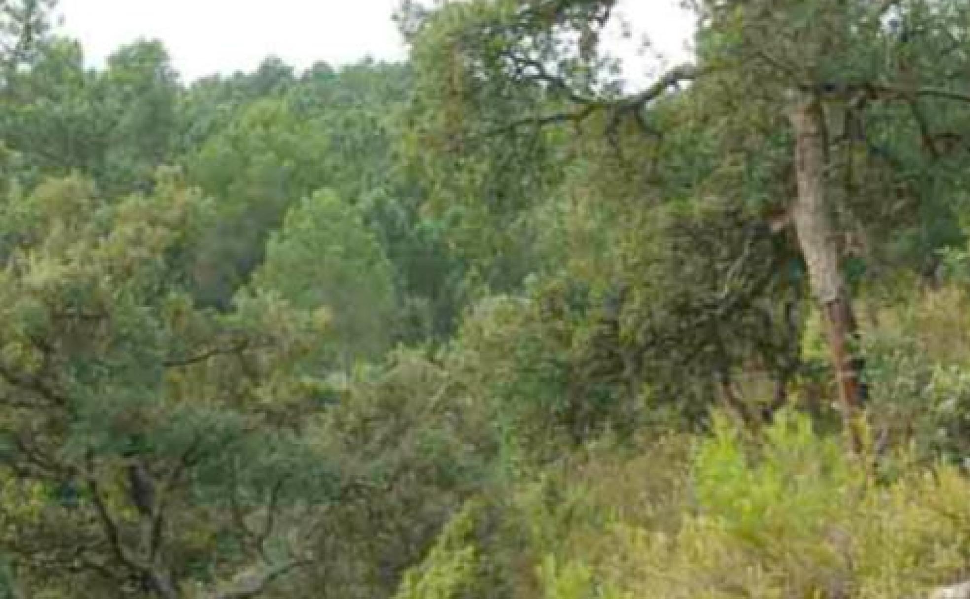 La peculiar y frondosa vegetación que sorprende al que visita la Sierra de Espadán. 