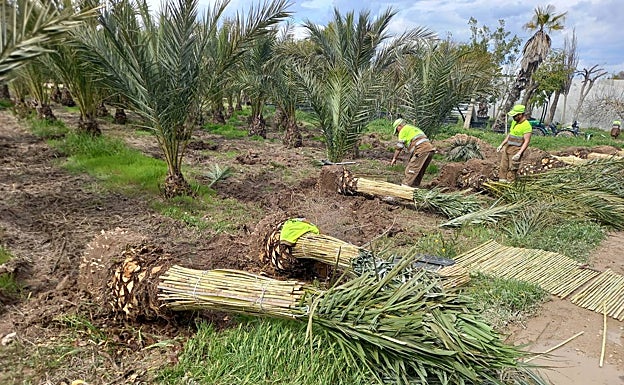 Palmeras nuevas en Tabarca. 