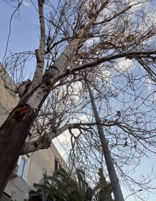 Imagen secundaria 2 - Pino caído sobre un coche, palmera sin podar que invade una casa y árbol seco en el Grupo Antonio Rueda. 