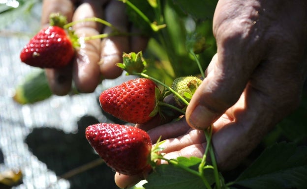 Las fresas y fresones son ideales para antes del entrenamiento. 