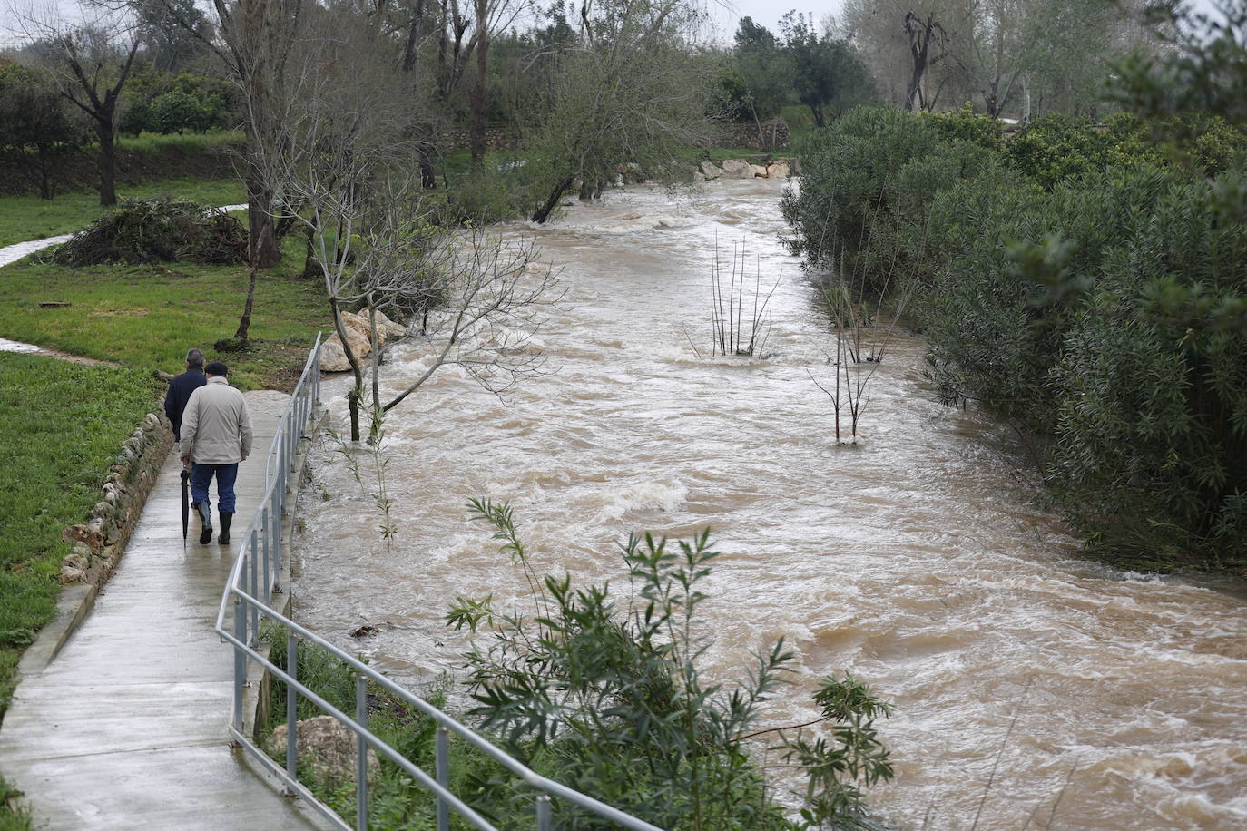 Tras nueve días consecutivos de lluvia, el río Vaca, a su paso por Simat de Valldigna, se ha desbordado. 