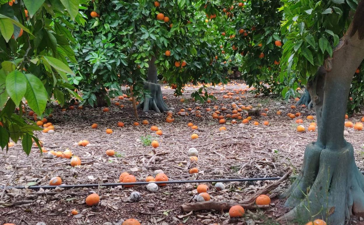 El campo valenciano cifra en 11 millones de euros las pérdidas directas por las lluvias