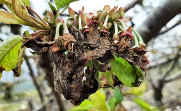 Lo que queda de las flores de los cerezos se está pudriendo. 