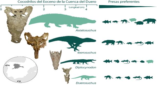 Cocodrilos del Eoceno de la Cuenca del Duero.