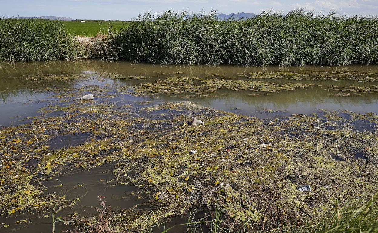 Acequia de la Albufera con restos herbáceos y residuos. 