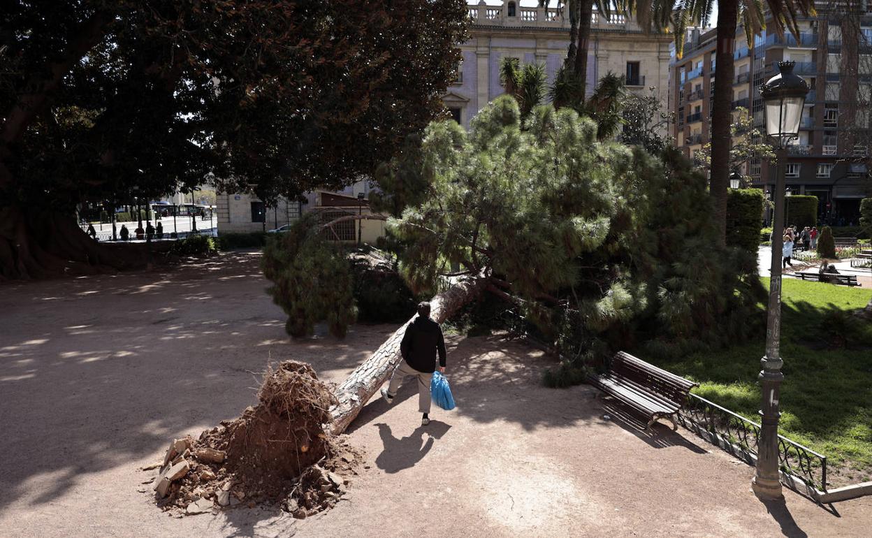 El viento tiró un árbol en pleno centro de Valencia el pasado viernes. 