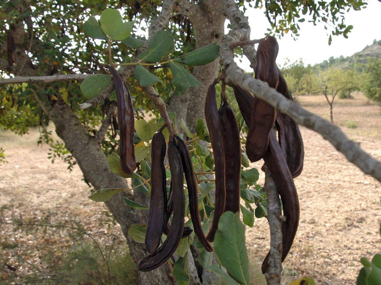 Campo de algarrobos en secano.