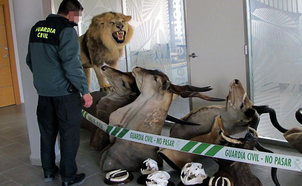 Imagen de archivo de animales disecados en una operación de la Guardia Civil en el año 2013. 