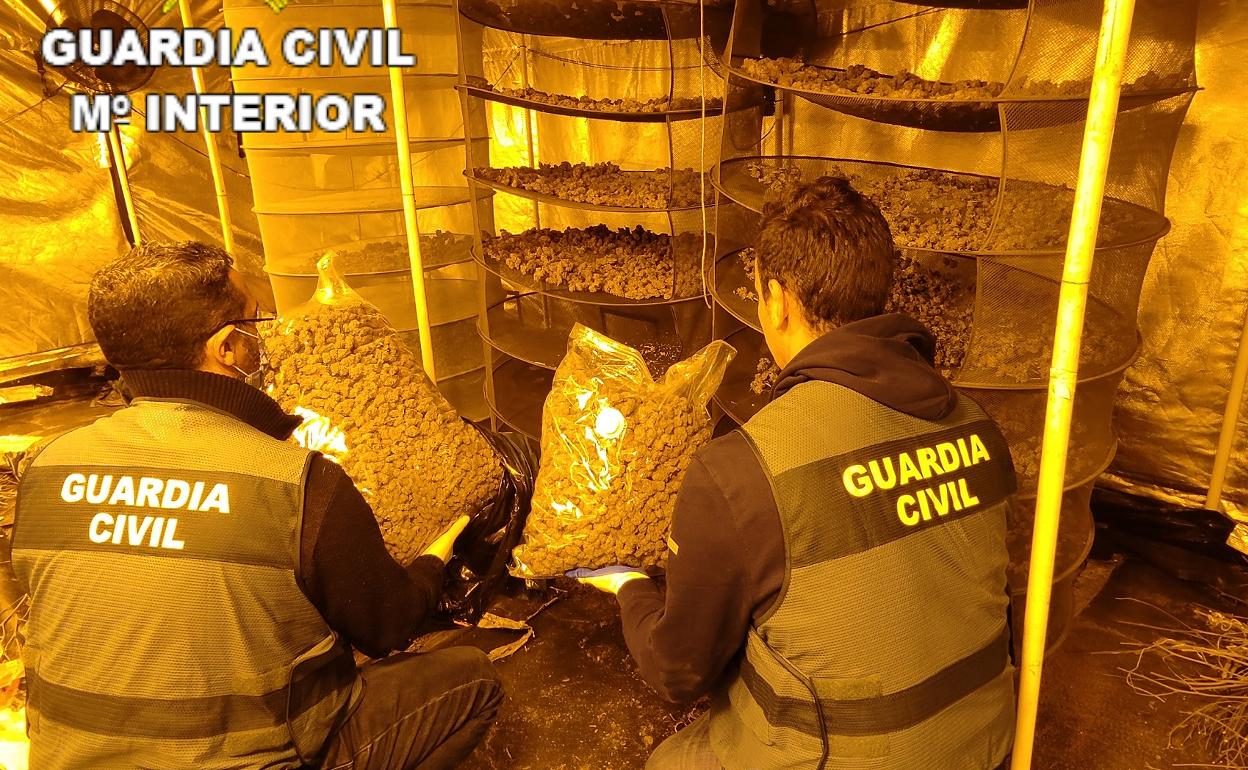 Los gramos cogollos de marihuana secos que fueron hallados en el garaje de Canals. 