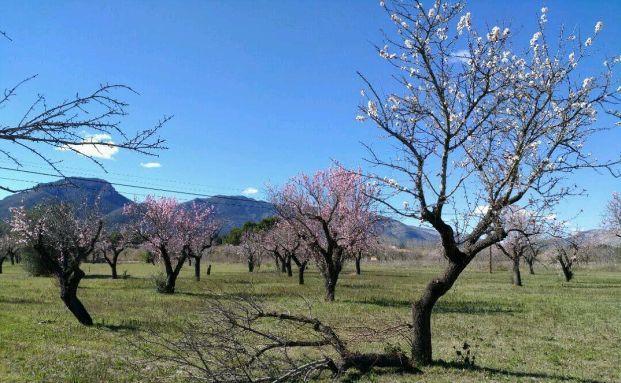 Campos de almendros afectados por Xylella. 