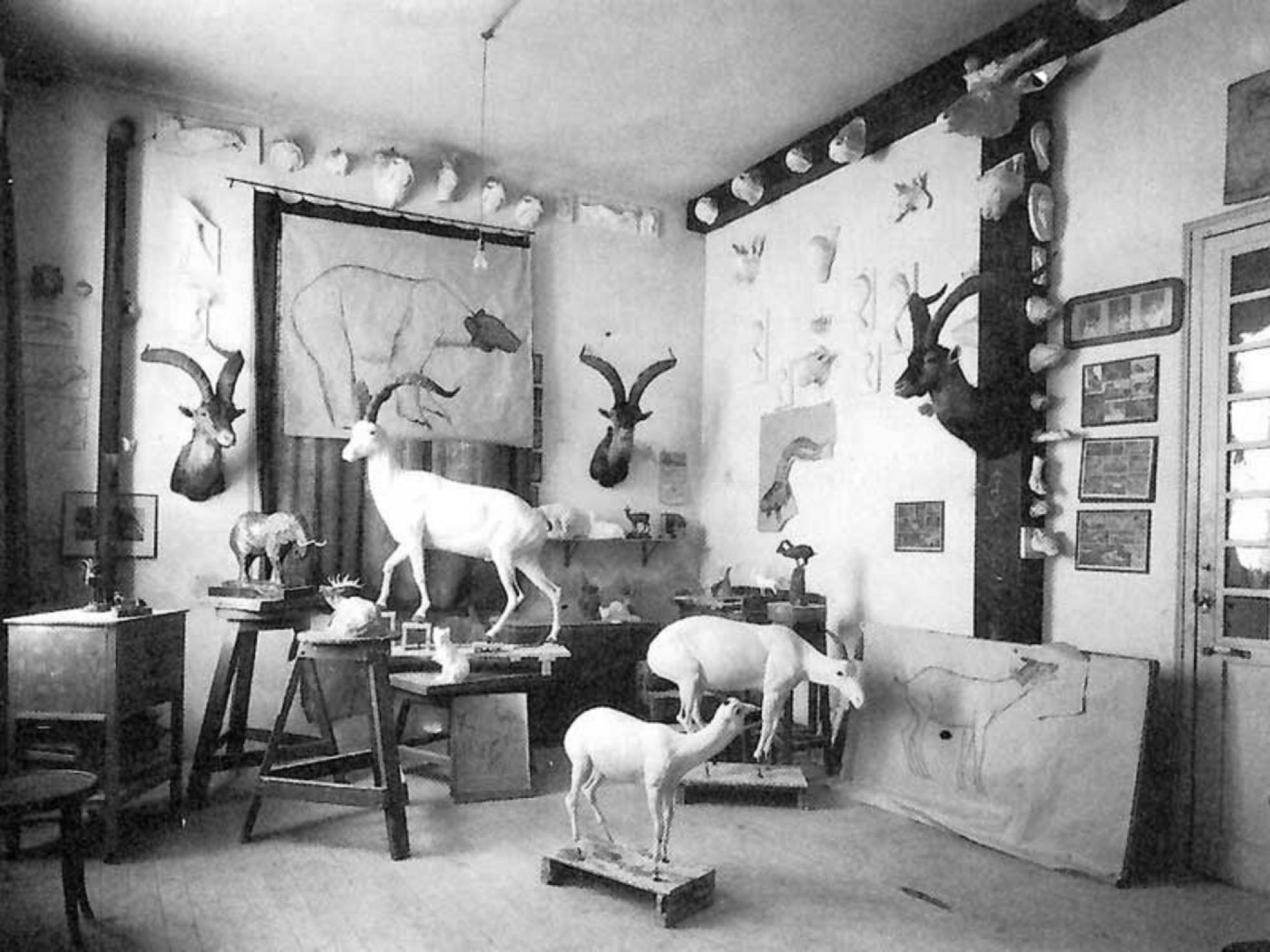 Taxidermia | Los Benedito, ilustre saga valenciana de taxidermistas