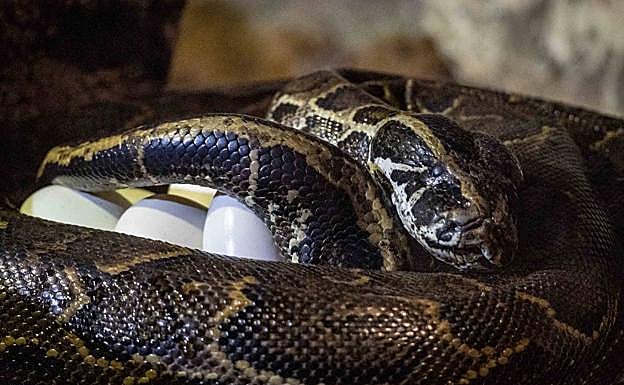 Bioparc Valencia | La serpiente más grande de África se pone de parto en el Bioparc y sorprende a los visitantes