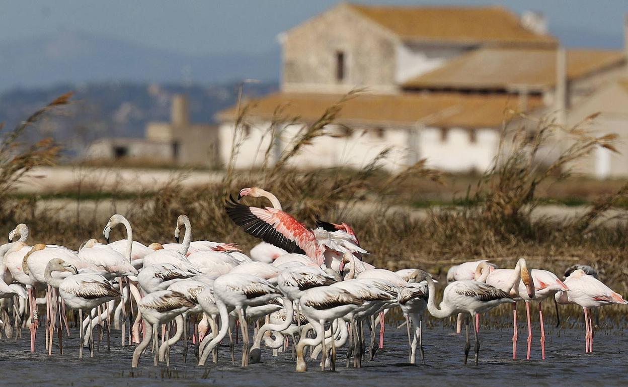 Una colonia de aves en el parque de la Albufera. 