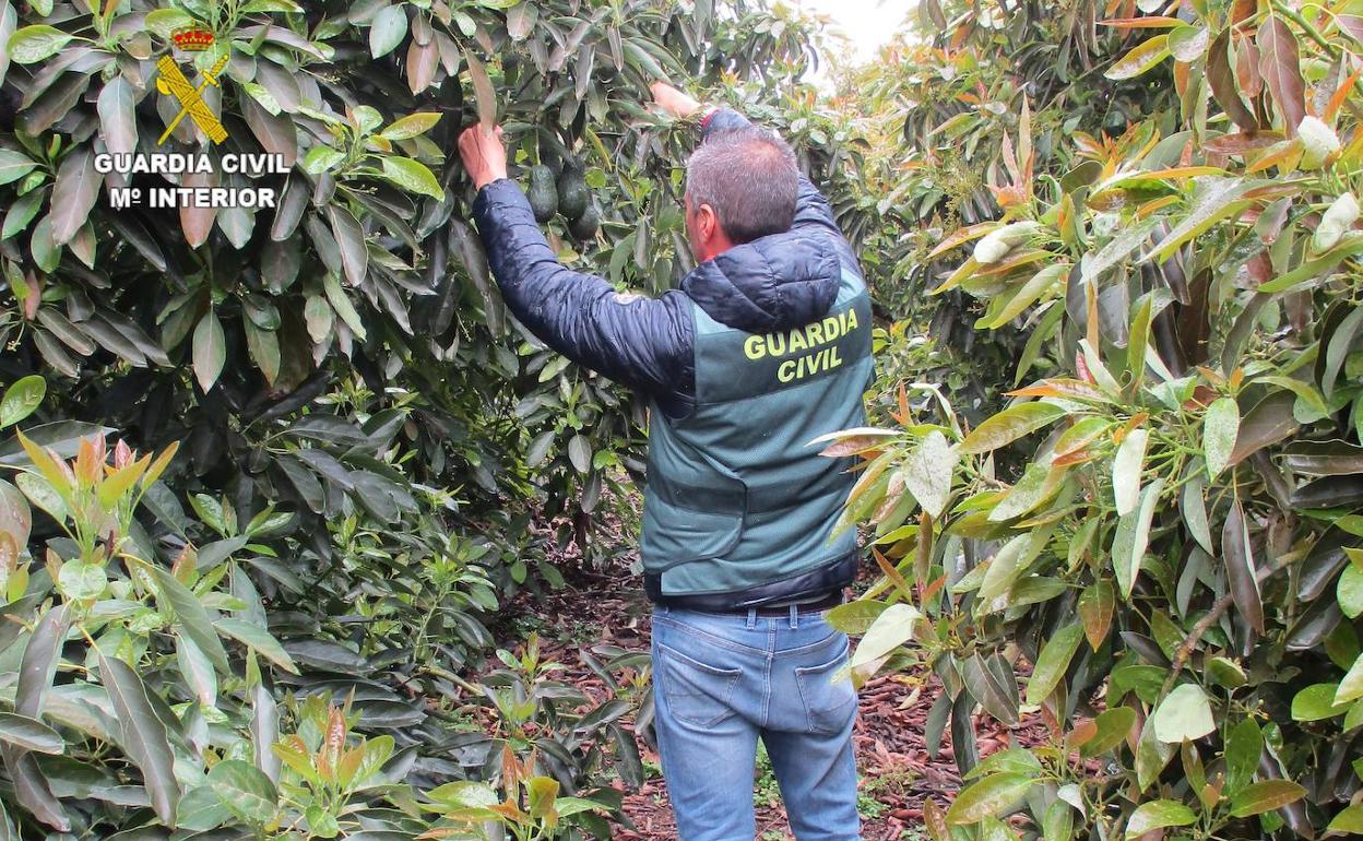 Robo aguacates en Valencia | Dos detenidos por robar de más de cuatro toneladas de aguacates para venderlos en Valencia