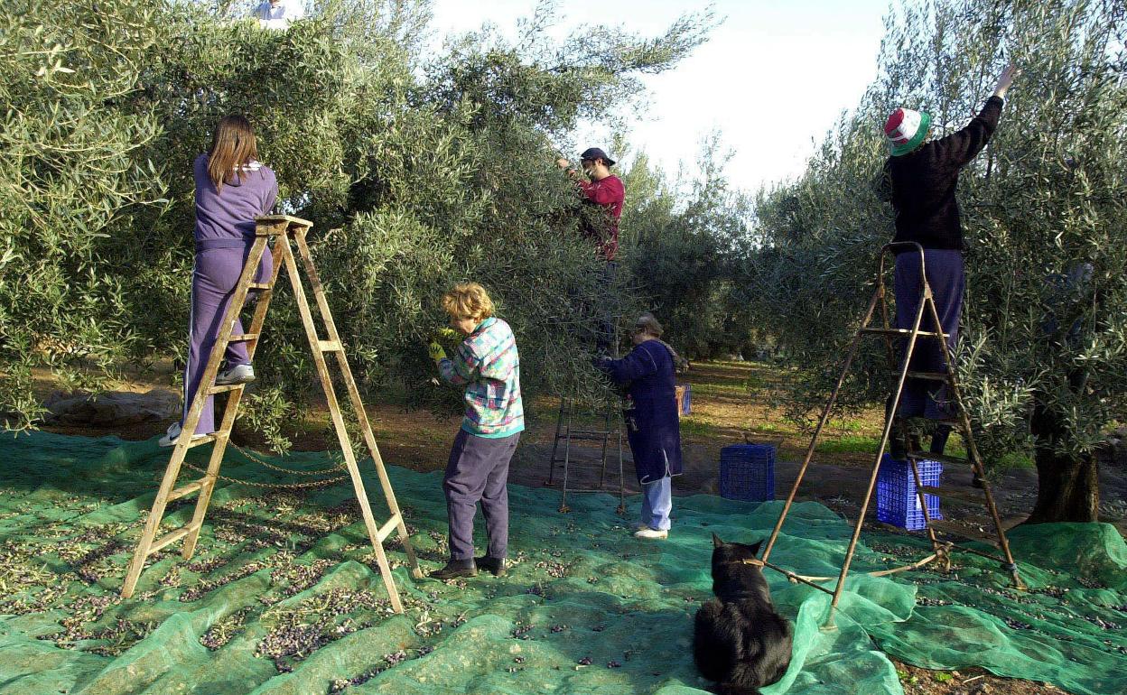 La agricultura es el sector productivo donde más ha bajado el paro. 