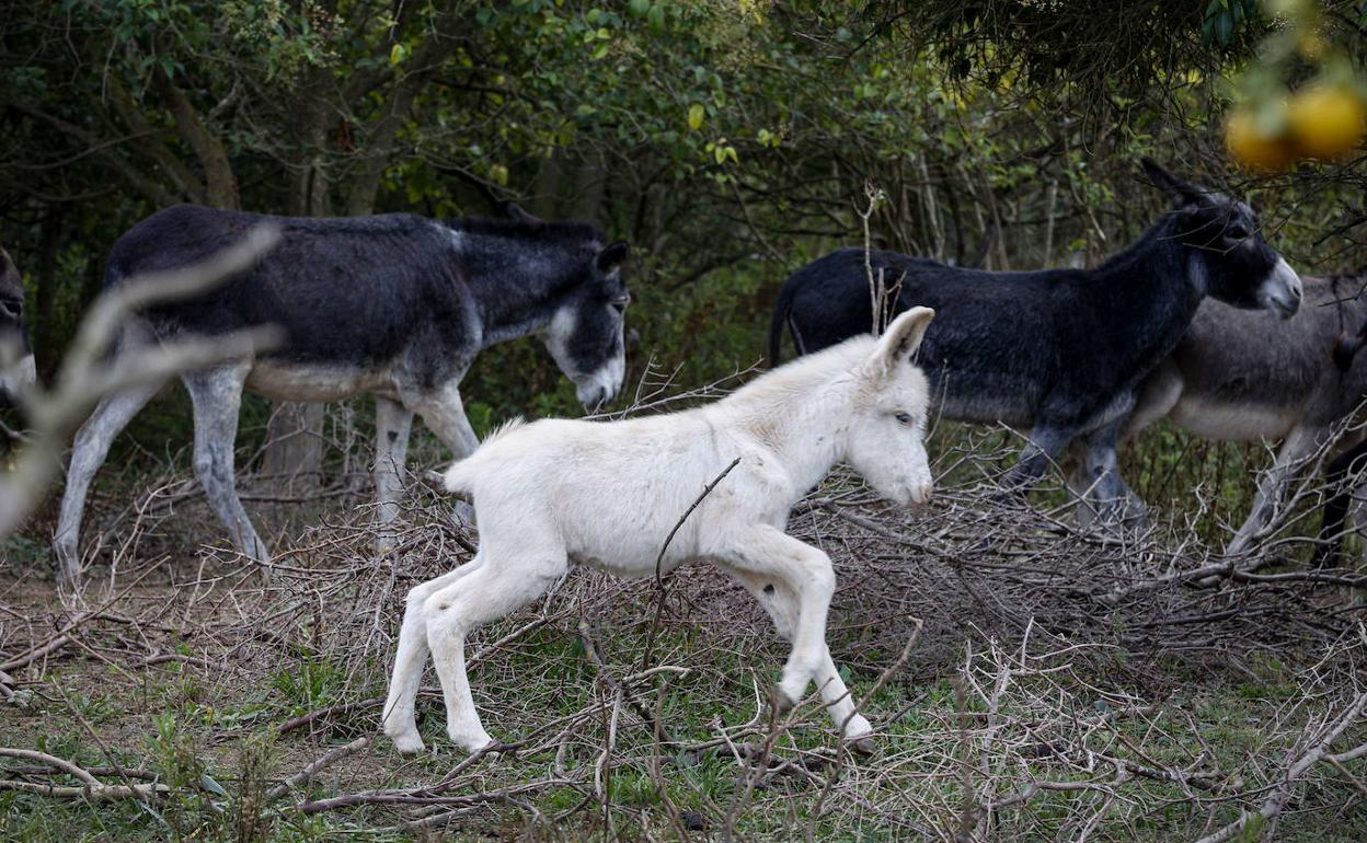 Algunos de los burros que estaban en el Desert. 