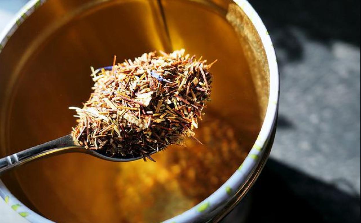 ADELGAZAR: té de abedul | La infusión adelgazante para perder peso por retención de líquidos