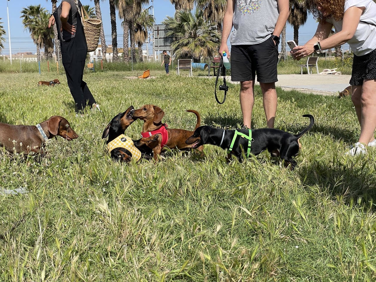 Quedada perruna de este domingo.