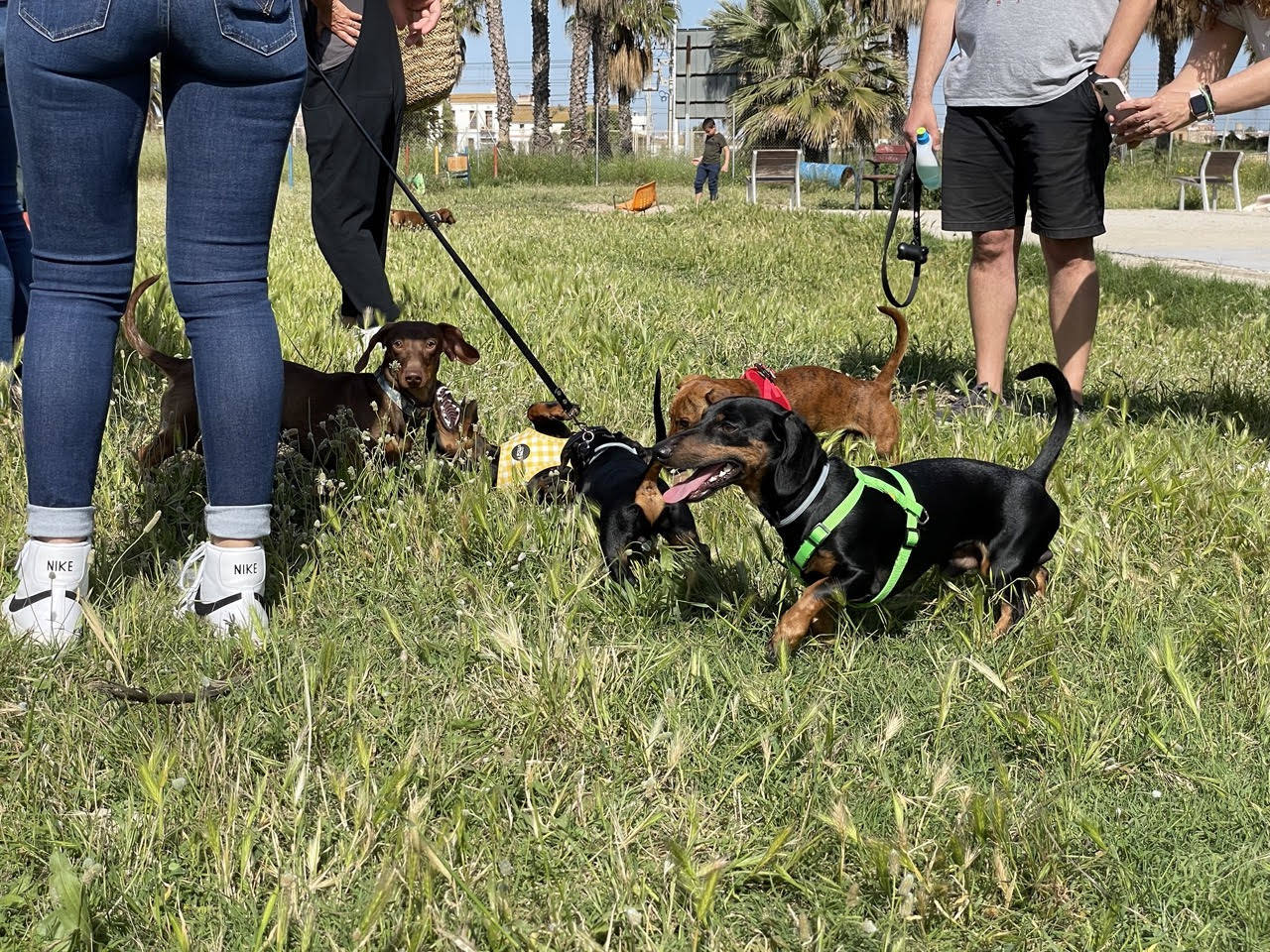 Quedada perruna de este domingo.