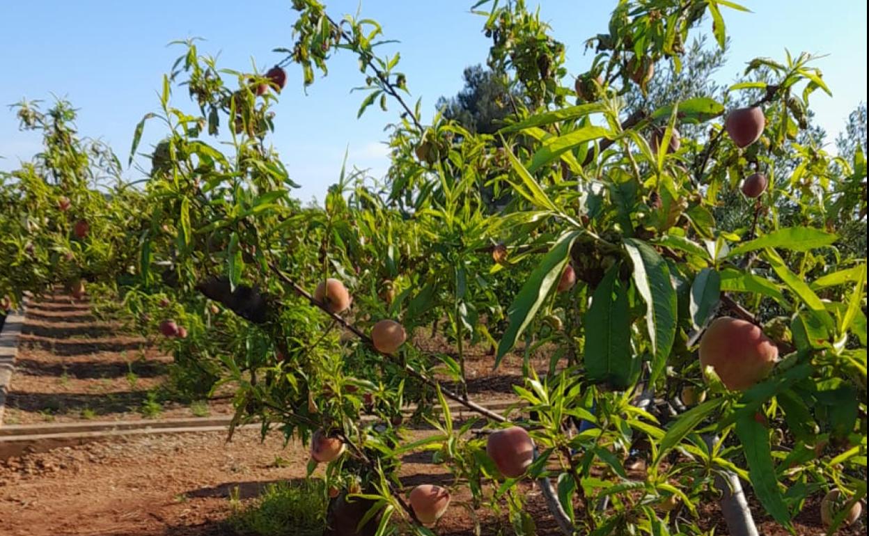 Los melocotones rojos son una de la frutas afectadas por el mal tiempo. 